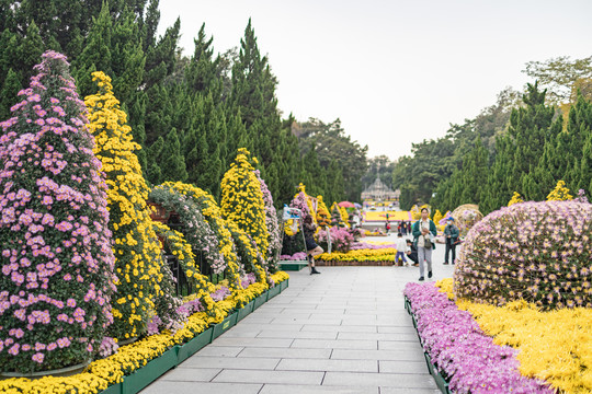 2020年第六届黄花文化节