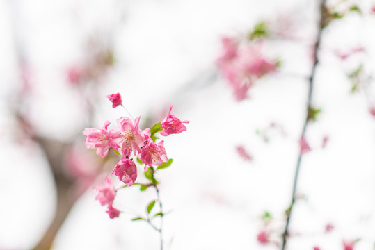 樱花盛开