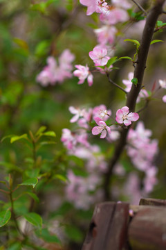 樱花盛开