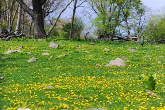 高山花园树林