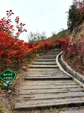 崛围山红叶山路