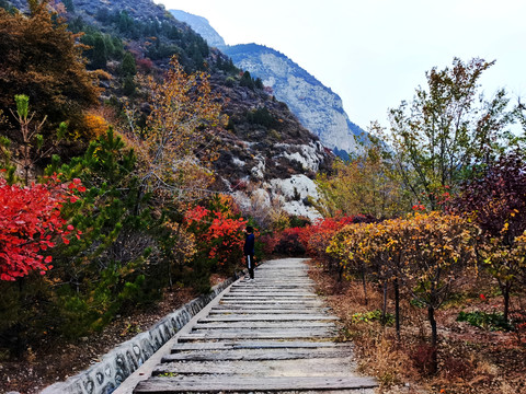 崛围山秋意山路