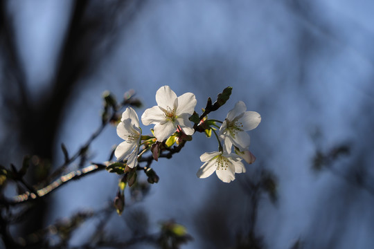 东京樱花