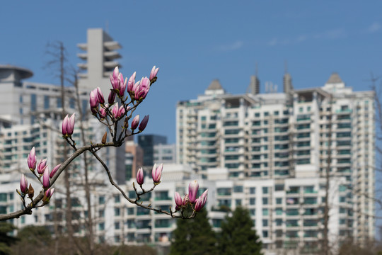 城市玉兰花