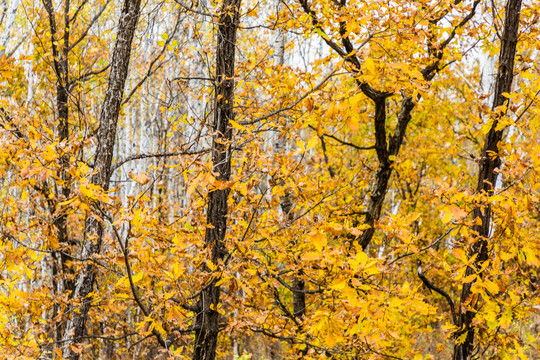 秋天金色树林