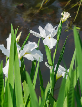 花菖蒲