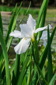 花菖蒲