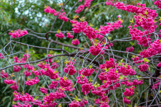 青龙寺樱花