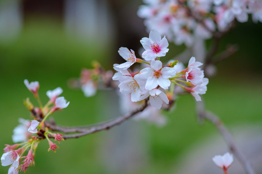 西安青龙寺樱花