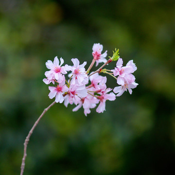 青龙寺樱花