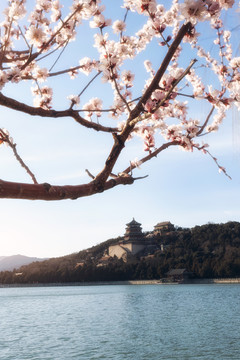 北京春天颐和园桃花盛开