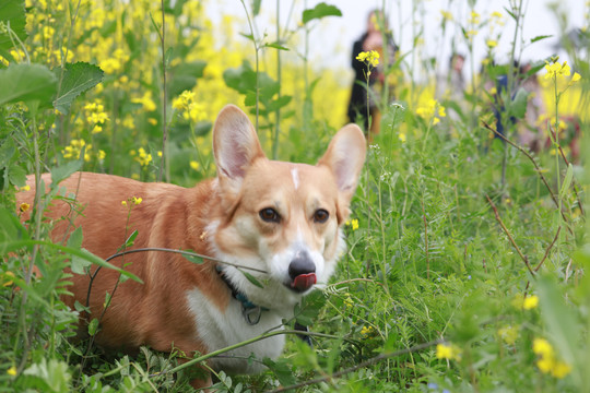 柯基犬