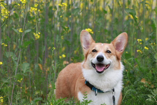 柯基犬