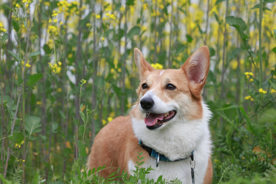 柯基犬