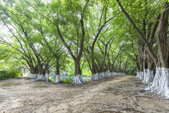 阳光树林