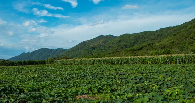 稻田风光