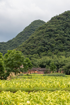 田园风光