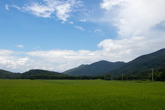 稻田风光