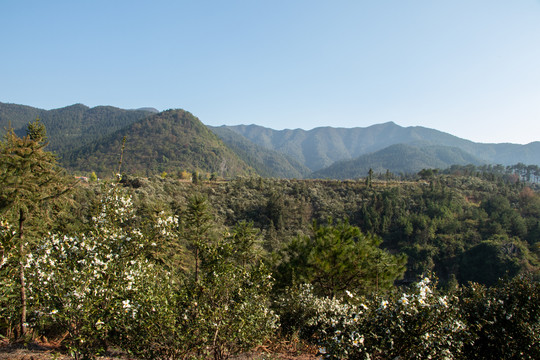 山峰森林风光