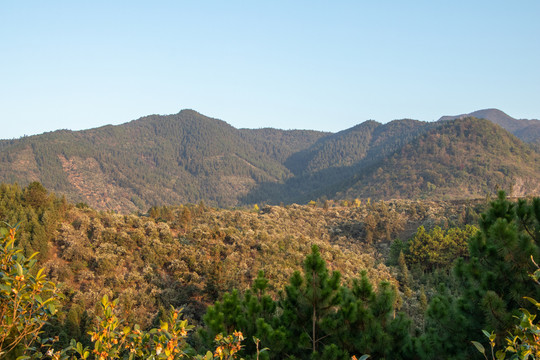 山峰森林风光