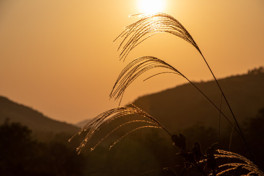 夕阳下唯美芦苇