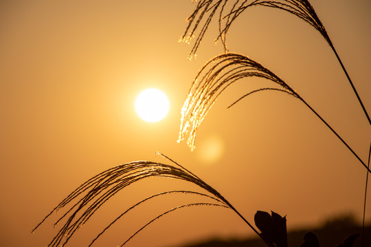 夕阳下唯美芦苇