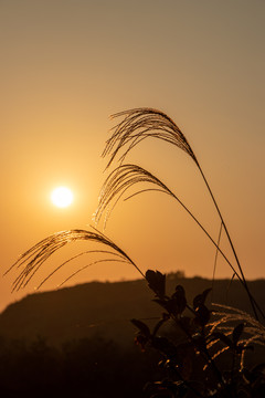 夕阳下唯美芦苇