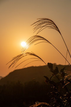 夕阳下唯美芦苇
