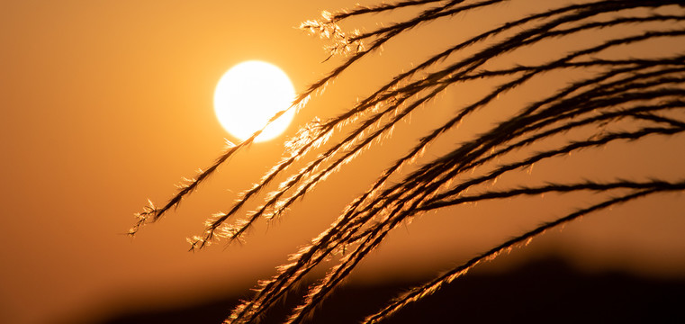 夕阳下唯美芦苇