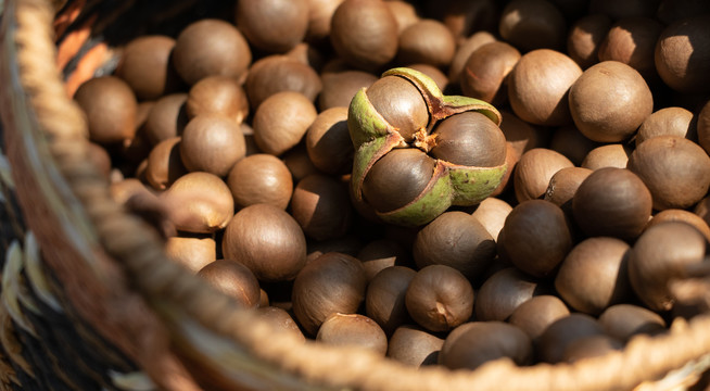 茶树茶花茶籽