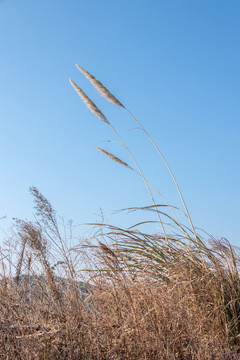 芦苇