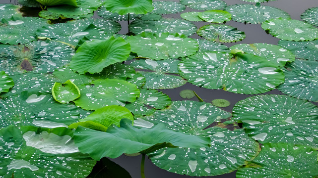 雨荷