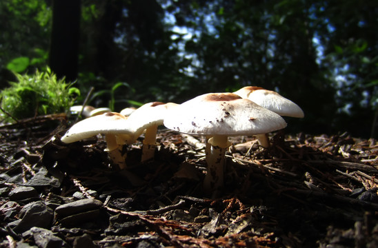 山野蘑菇