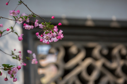 海棠花开