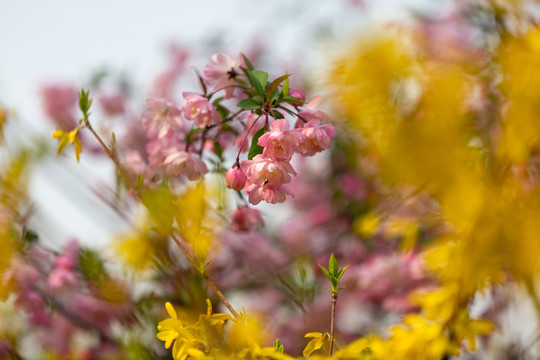 花卉