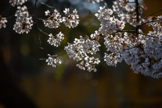 鸡鸣寺的樱花