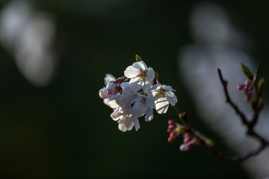 樱花季