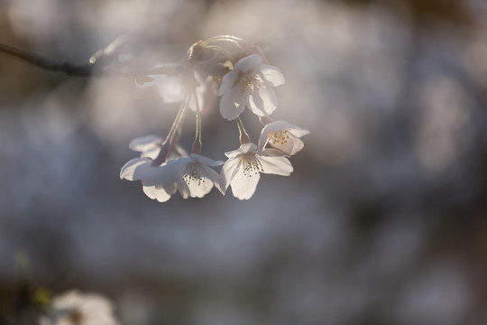 樱花季