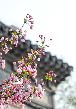广富林的初春时节