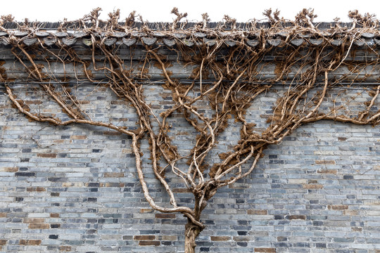 冬季围墙上的爬藤植物