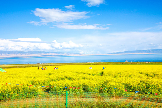 青海湖油菜花