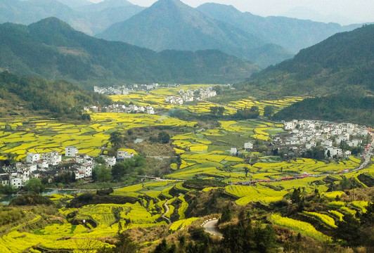 篁岭油菜花