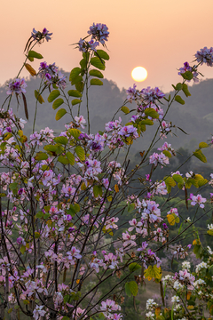 夕阳和紫荆花
