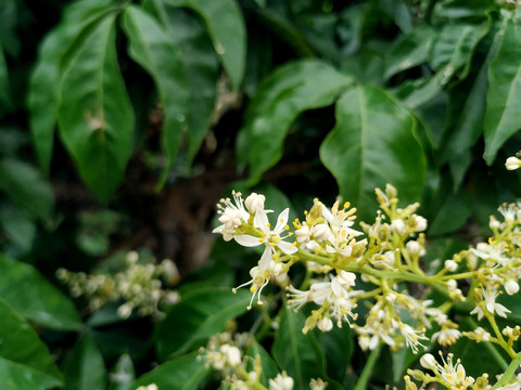 黄皮花