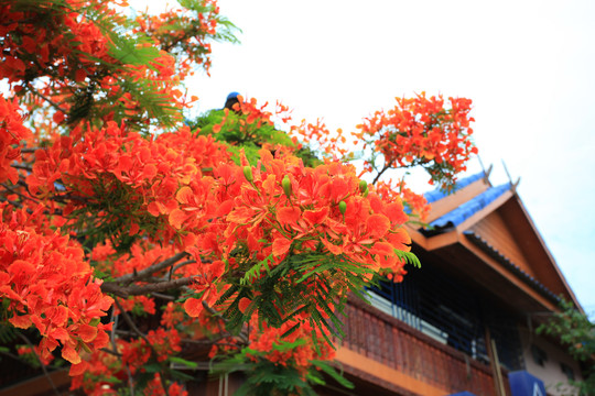 泰国清迈旅游红色的花