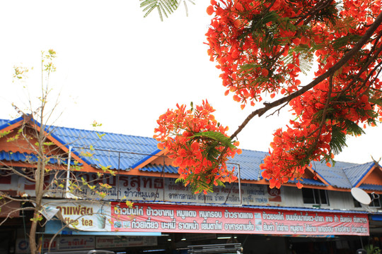 泰国清迈旅游红色的花