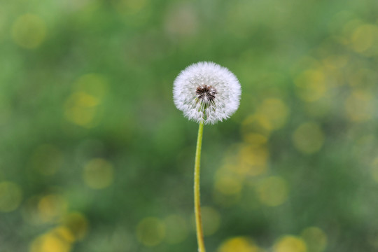 蒲公英花梗