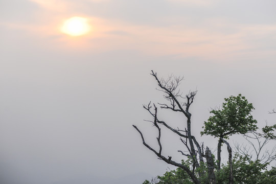 夕阳树