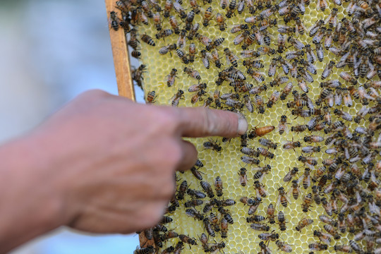 蜜蜂养殖蜂王