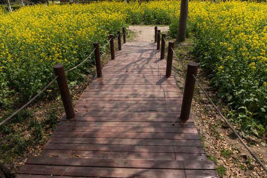 油菜地里的观景道